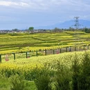 汉中旅游 缩略图 2