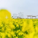 扬州旅游 缩略图 4