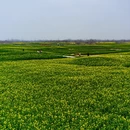 扬州旅游 缩略图 5