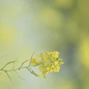 长沙旅游 缩略图 8