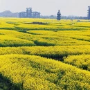泰州旅游 缩略图 15