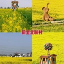 苏州旅游 缩略图 3