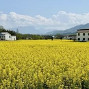 汉中旅游 缩略图 5