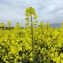 汉中旅游 缩略图 6