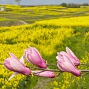 汉中旅游 缩略图 6