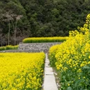 汉中旅游 缩略图 10