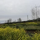 成都旅游 缩略图 11