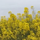 汉中旅游 缩略图 13