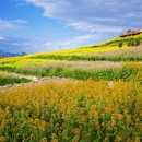 汉中旅游 缩略图 10