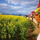 汉中旅游 缩略图 12