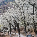 阿坝旅游 缩略图 11