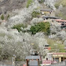阿坝旅游 缩略图 14