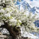 阿坝旅游 缩略图 1