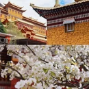 阿坝旅游 缩略图 13
