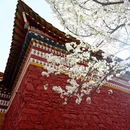 阿坝旅游 缩略图 16