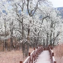 阿坝旅游 缩略图 17