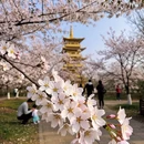 南京旅游 缩略图 8