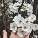 阿坝旅游 缩略图 5