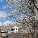 阿坝旅游 缩略图 8