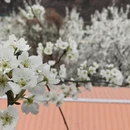 阿坝旅游 缩略图 7