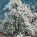 阿坝旅游 缩略图 5
