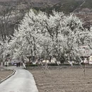 阿坝旅游 缩略图 10