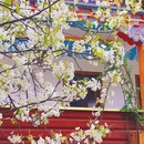 阿坝旅游 缩略图 4