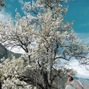 阿坝旅游 缩略图 1