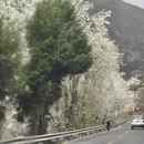 阿坝旅游 缩略图 14
