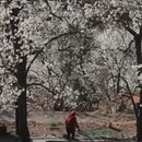 阿坝旅游 缩略图 7