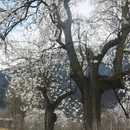 阿坝旅游 缩略图 15