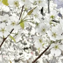 阿坝旅游 缩略图 5
