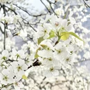 阿坝旅游 缩略图 6