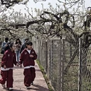 石家庄旅游 缩略图 8