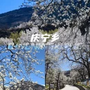 阿坝旅游 缩略图 7