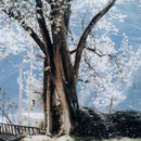 阿坝旅游 缩略图 1