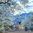 阿坝旅游 缩略图 4