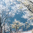 阿坝旅游 缩略图 7