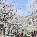阿坝旅游 缩略图 13