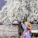 阿坝旅游 缩略图 16