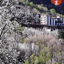 阿坝旅游 缩略图 14