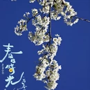 阿坝旅游 缩略图 4