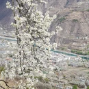 阿坝旅游 缩略图 15