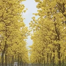 眉山旅游 缩略图 2