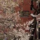 甘孜旅游 缩略图 2