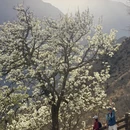阿坝旅游 缩略图 5