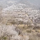 石家庄旅游 缩略图 6