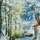 阿坝旅游 缩略图 2
