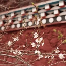 甘孜旅游 缩略图 8