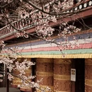 甘孜旅游 缩略图 10